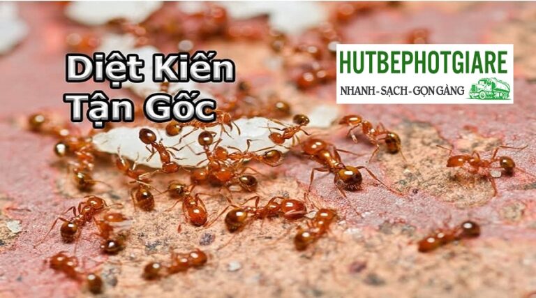 Dịch vụ Diệt Kiến Hiệu Quả tại Cà Mau